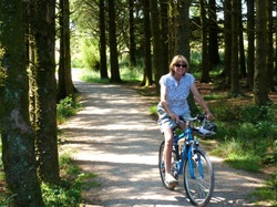 Cycle path through the woods