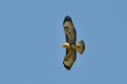 Buzzard soaring over Cider Cottage garden